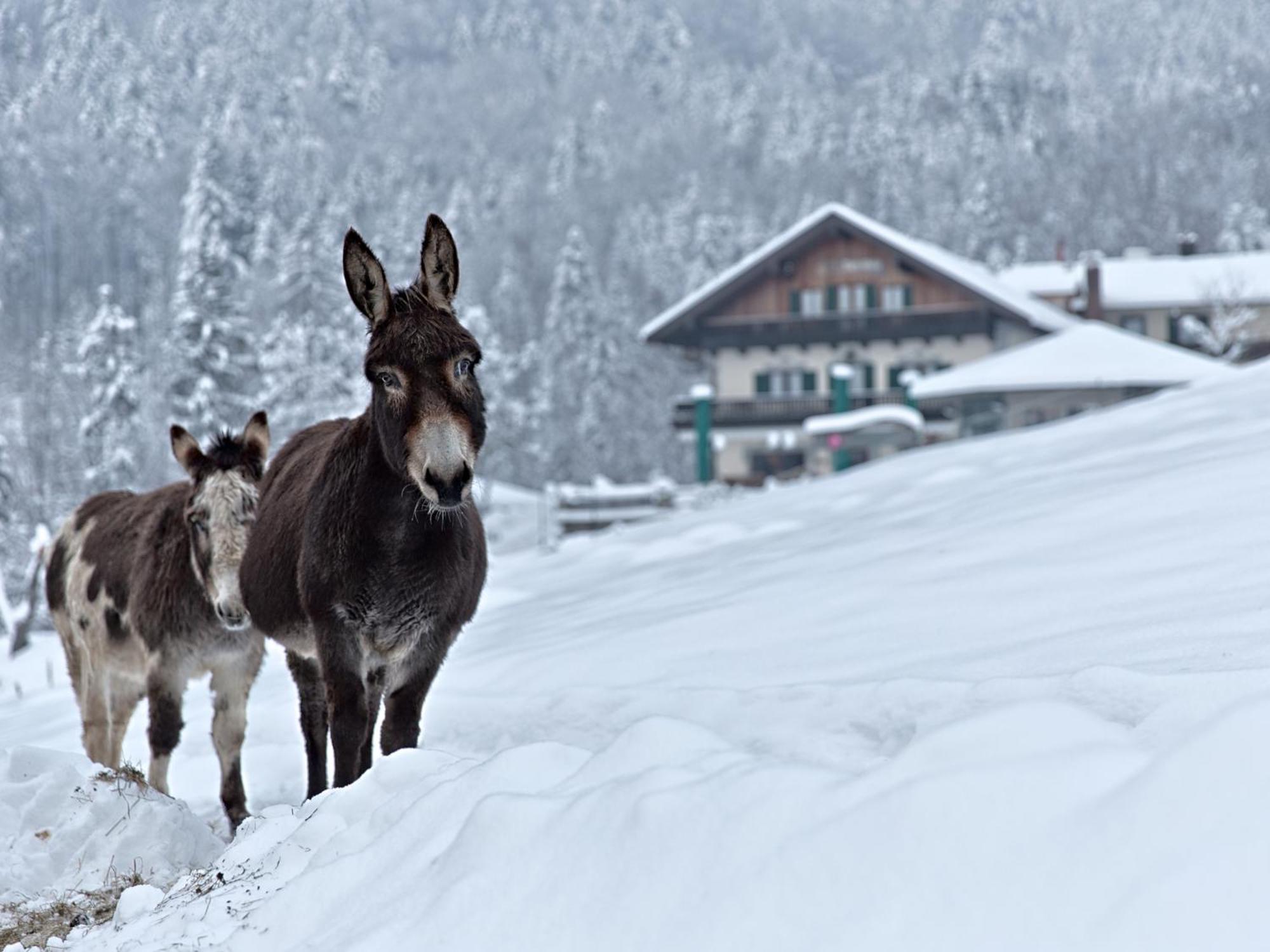 Berggasthof Hotel Duftbraeu I Ruhige Alleinlage I Mitten Im Gruenen Samerberg Exteriör bild